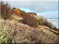 A touch of winter colour on the coastal slope, Robin Hood