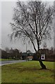 Solitary silver birch by Dumbarton Road