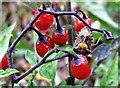 TQ7819 : Sloe bug on berries of bittersweet by Patrick Roper