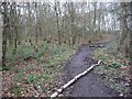 Permissive path, on the north side of Seckar Wood