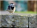 H4572 : Pied wagtail, Omagh by Kenneth  Allen