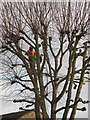 Lichfield Road: a tree surgeon at work