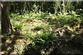 Ferns near Cardinham Water