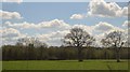 Trees near Wapsley Bushes