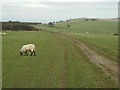 TQ3112 : Sheep on the South Downs, near Ditchling Down by Malc McDonald