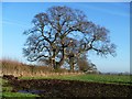 Trees and sky