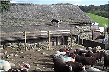 NY3103 : Lakeland sheep farm by Alex Passmore