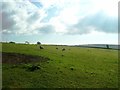 SN2912 : Laugharne - rural view by welshbabe