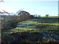 Grazing near Lower Buck Clough