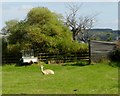 Alpaca at Quarry House farm