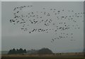 SU7501 : Thorney Island - Brent Geese over former airfield by Rob Farrow