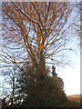 TL1710 : Tree by Woodcock Hill, Sandridge by David Howard