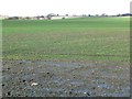 Farmland on the north side of Thurnscoe