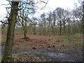 Silver birch and other trees, Houghton Common