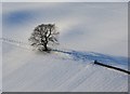 NT2338 : Lone tree, Bellanrigg by Jim Barton