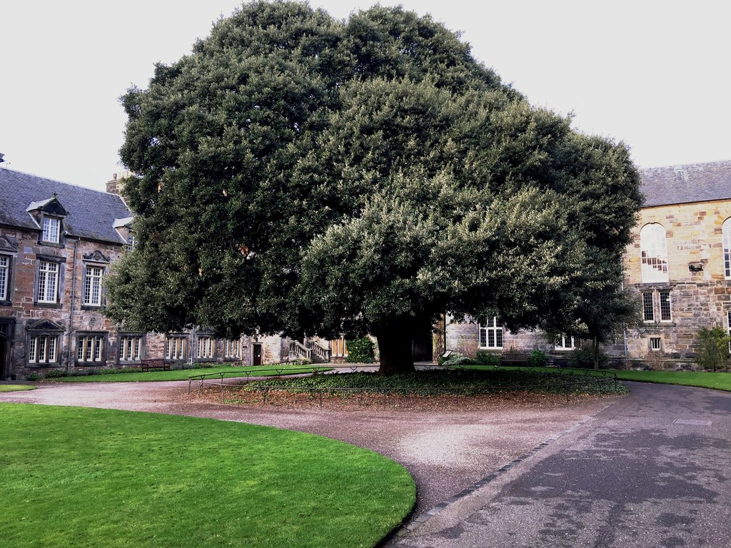 Мастиковое дерево фото