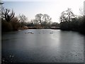 TQ2113 : Frozen lake at Woods Mill by Patrick Roper