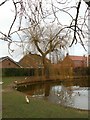 Winter tree by the duck pond