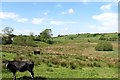 Inter-drumlin wetland hollow on the north side of Tullynawood Road