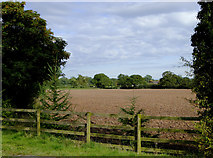 SJ6150 : Farmland near Ravensmoor, Cheshire by Roger  D Kidd