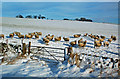 Snowy Sheep Field