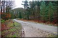 Forestry road in Wyre Forest, near Callow Hill, Worcs