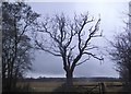TQ3443 : Dead tree on Croydonbarn Lane, Horne by David Howard
