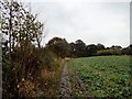 Path up to Woodhouses Lane, Whickham