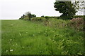 Field and hedgerow beside Twelve Acre Bank