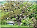 Stag-headed oak, Oaklands Park