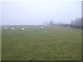 Sheep grazing near Highfield Farm