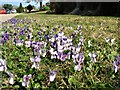 Sweet violets on the Gorselands estate