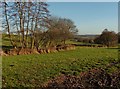 Meadows below Shapcombe Farm