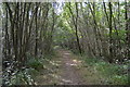 Tandridge Border Path, Boxin Wood