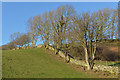 Trees, wall and field near Cae-clŷd