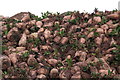 Sugarbeet at a farm near the chapel in Moorhouse