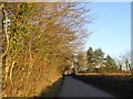 Road and woodland west of High Gate