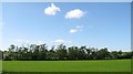 Shelter belt on farmland between Milford and Armagh