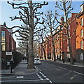 TQ2978 : Pollarded trees in John Islip Street by John Sutton