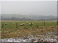 NT1549 : Misty pasture at Bogsbank by M J Richardson