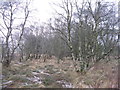NT1549 : Roadside Birches at Bogsbank by M J Richardson