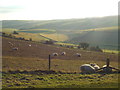 TQ2711 : Sheep grazing on the South Downs, near Saddlescombe by Malc McDonald