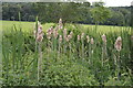 Bulrushes. River Wye