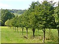 Avenue by Rickfield Copse