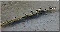 Oystercatchers, Oldtown Cove