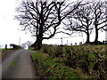 Trees along Laragh Road