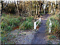 Footpath Bridge in the Woods