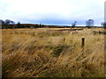 Heathland and bog, Loughmacrory