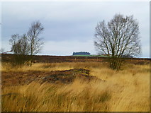 H5774 : Heathland, Loughmacrory by Kenneth  Allen