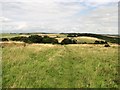 Path from Brighton Wild Park to Ditchling Road